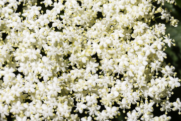 The elder flower, sambucus nigra. Pretty white elderflowers of decorative Elderberry plant Sambucus or 'Black Elderberry' a small deciduous shrub whose berries are used to make elderberry wine.