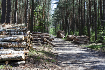 poukładane przy leśnej drodze drewno po wycince czekające na wywóz