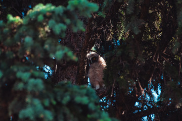 Chick owl sitting on the branches of spruce and examines the neighborhood