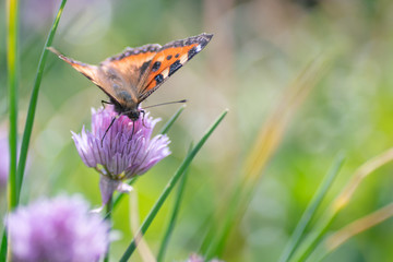 butterfly urticaria collects nectar from a flower, close up.
