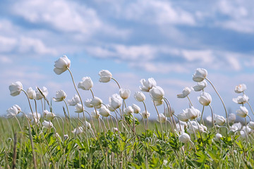 Obraz premium Wood texture. Wood texture for design and decoration