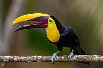 Toucan