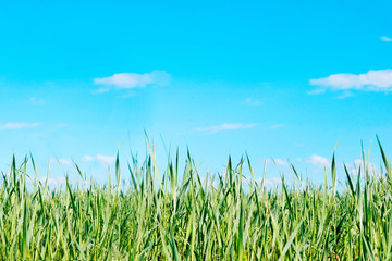Panoramic view with fresh green meadows in bloom on a beautiful Sunny day against a blue background . Copyspace.