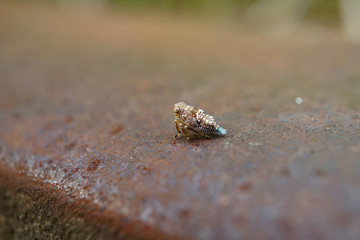 Insekt - Nymphe einer Käferzikade