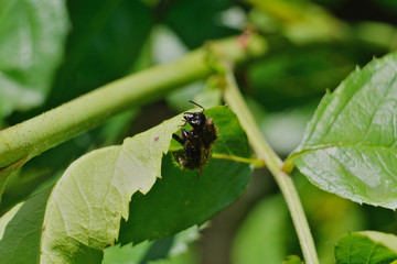Hummel