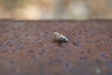Insekt - Nymphe einer Käferzikade