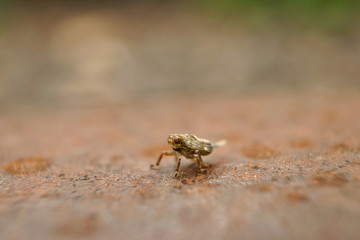 Insekt - Nymphe einer Käferzikade
