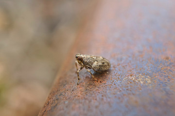 Insekt -Käferzikade