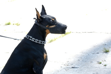 Doberman Pinscher on a strict leash sits in the bright sun