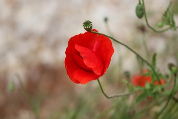 Obraz premium rote Mohnblüte mit Mohnkapsel