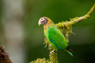 Parrot