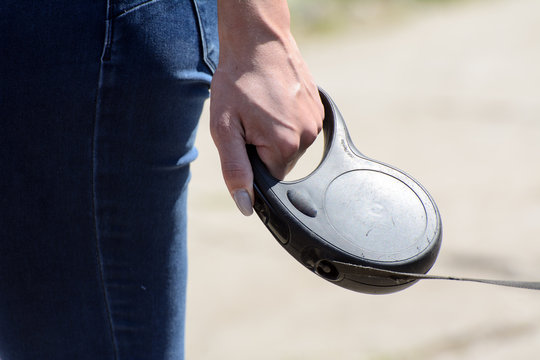 in the female hand a leash tape measure. Concept - hazard control