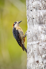 woodpecker