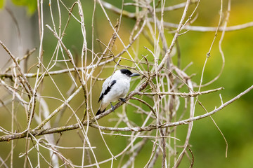white bird