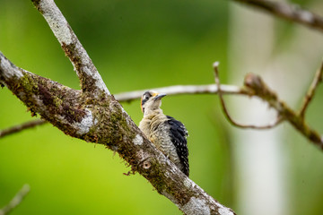 Woodpecker