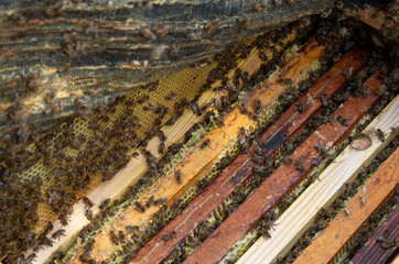 Many bees close-up in the photo. The beekeeper is working.