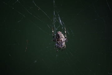 spider on a web
