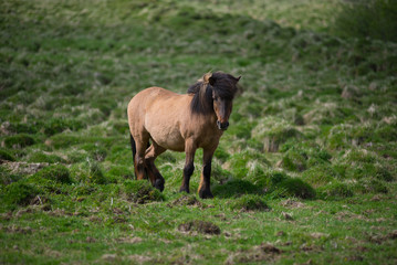 Obraz na płótnie Canvas Icelandic horses in the highlands, Iceland