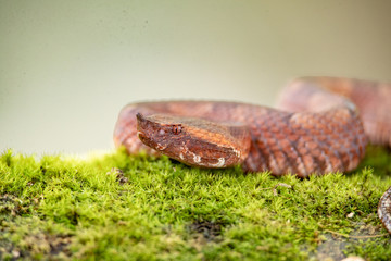 Snake