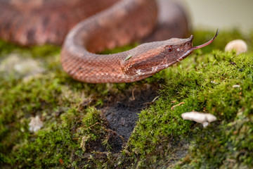Snake