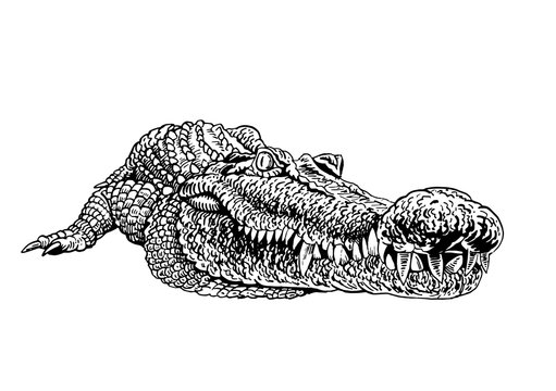 black and white crocodile head close up clip art preview
