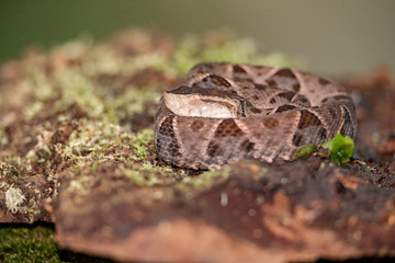 Snake
