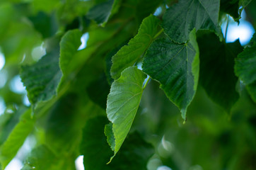 Lime tree leaves closeup. Excellent Wallpaper on your desktop.
