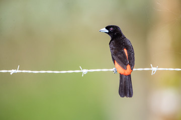 bird on branch