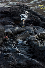 Great Blue Heron (Ardea herodias) walking on black lava rocks in the Galapagos Islands. 