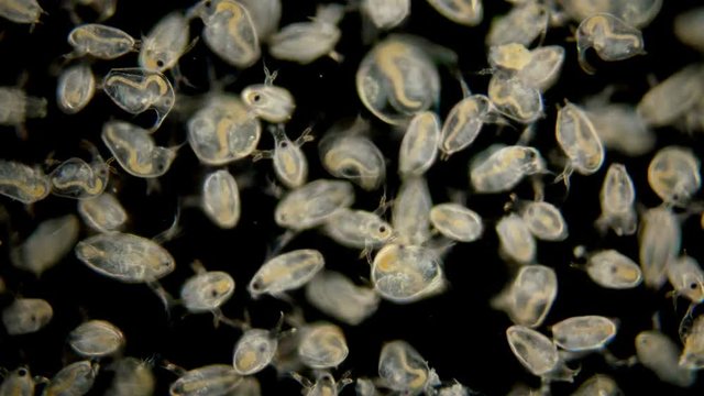Bosmina water flea under the microscope, the chaotic movement of a colony of Bosmina plankton crustaceans, they are easily recognized by the antennulae resembling a beak, is a planktonic organism