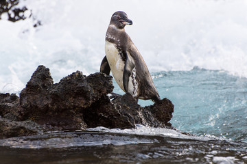 Galapagos Penguin (Spheniscus mendiculus) standing on a rocky shore as waves break in the background. 
