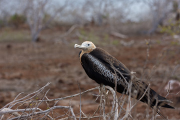 A juvenile Frigatebird perches in the Galapagos Islands.
