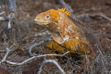 Galapagos Land Iguana