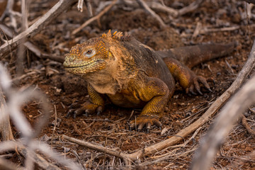 Galapagos Land Iguana