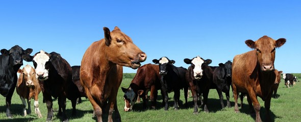 Herd of variety of breeds of curious beef cows in the meadow on a sunny spring day with clear blue sky