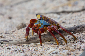 A brilliantly colored sally lightfoot crab (Grapsus grapsus)