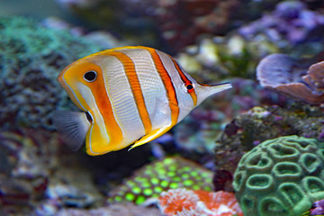 Copper Banded Butterfly Fish