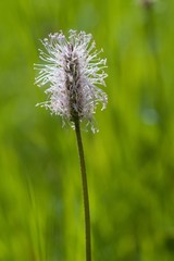 The lanceolata plantain (Plantago lanceolata) is a medicinal herb that has anti-cough properties...