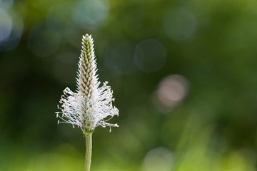 The lanceolata plantain (Plantago lanceolata) is a medicinal herb that has anti-cough properties...
