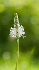 The lanceolata plantain (Plantago lanceolata) is a medicinal herb that has anti-cough properties...