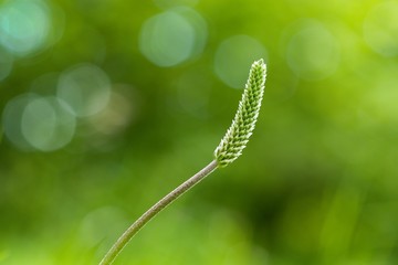 The lanceolata plantain (Plantago lanceolata) is a medicinal herb that has anti-cough properties...