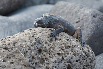 Marine iguana (Amblyrhynchus cristatus)  on a volcanic rock near the ocean in the Galapagos...