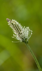 The lanceolata plantain (Plantago lanceolata) is a medicinal herb that has anti-cough properties and has anti-inflammatory and antibiotic effects.