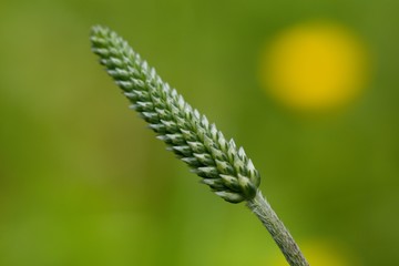 The lanceolata plantain (Plantago lanceolata) is a medicinal herb that has anti-cough properties and has anti-inflammatory and antibiotic effects.