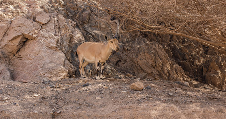 south goat animal portrait in wilderness natural highland mountain environment landscape place