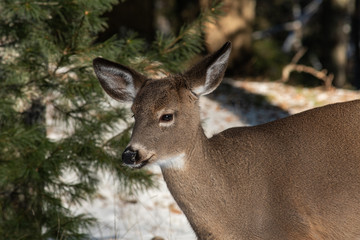 Whitetailed doe deer in the forest