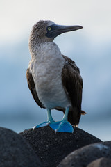 Adult Blue Footed Booby (Sula nebouxii) on the Galapagos Islands, Ecuador.