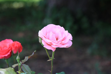 riot of flowers in the summer park