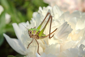 Grasshopper on a flower