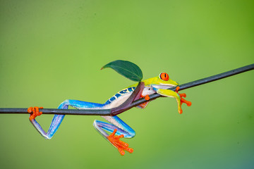 Tree Frog
